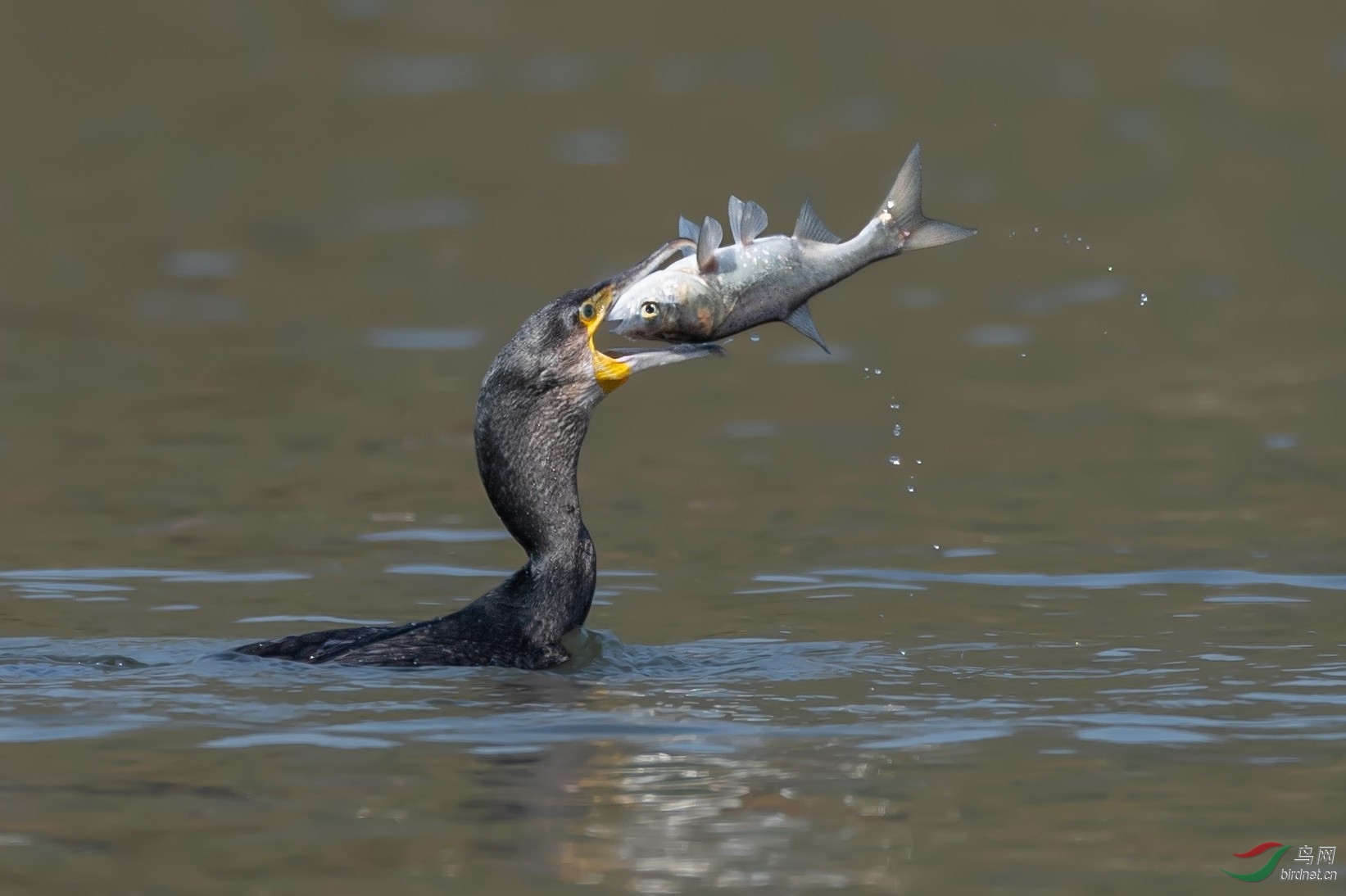 ����������˲��㣡