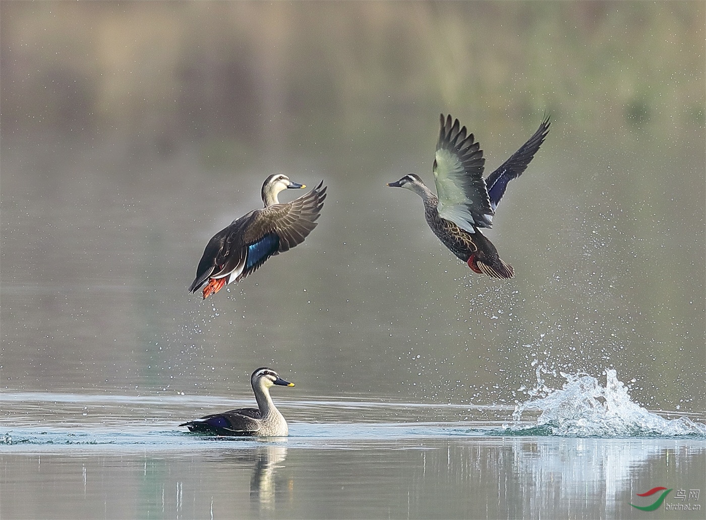 11 - ����.jpg