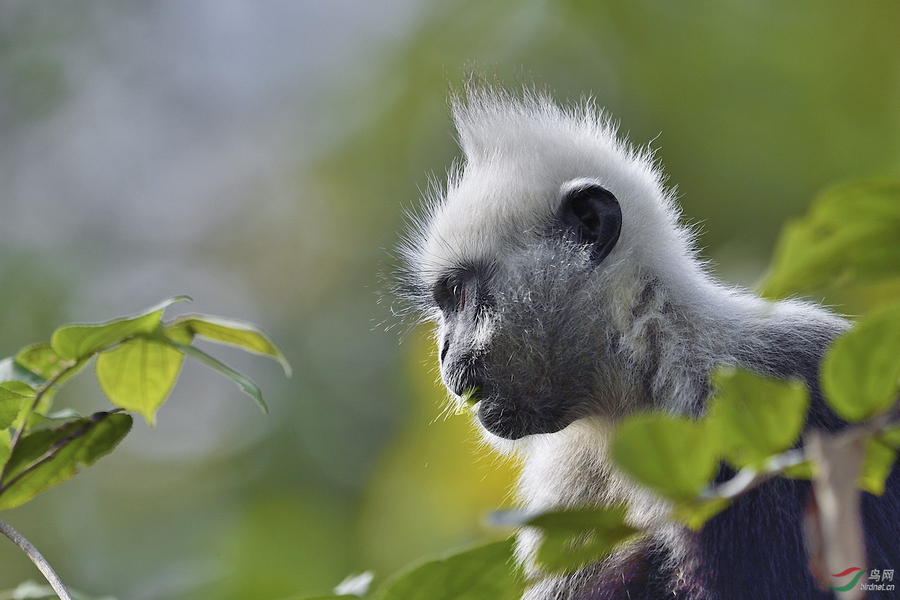 吃树叶的白头叶猴