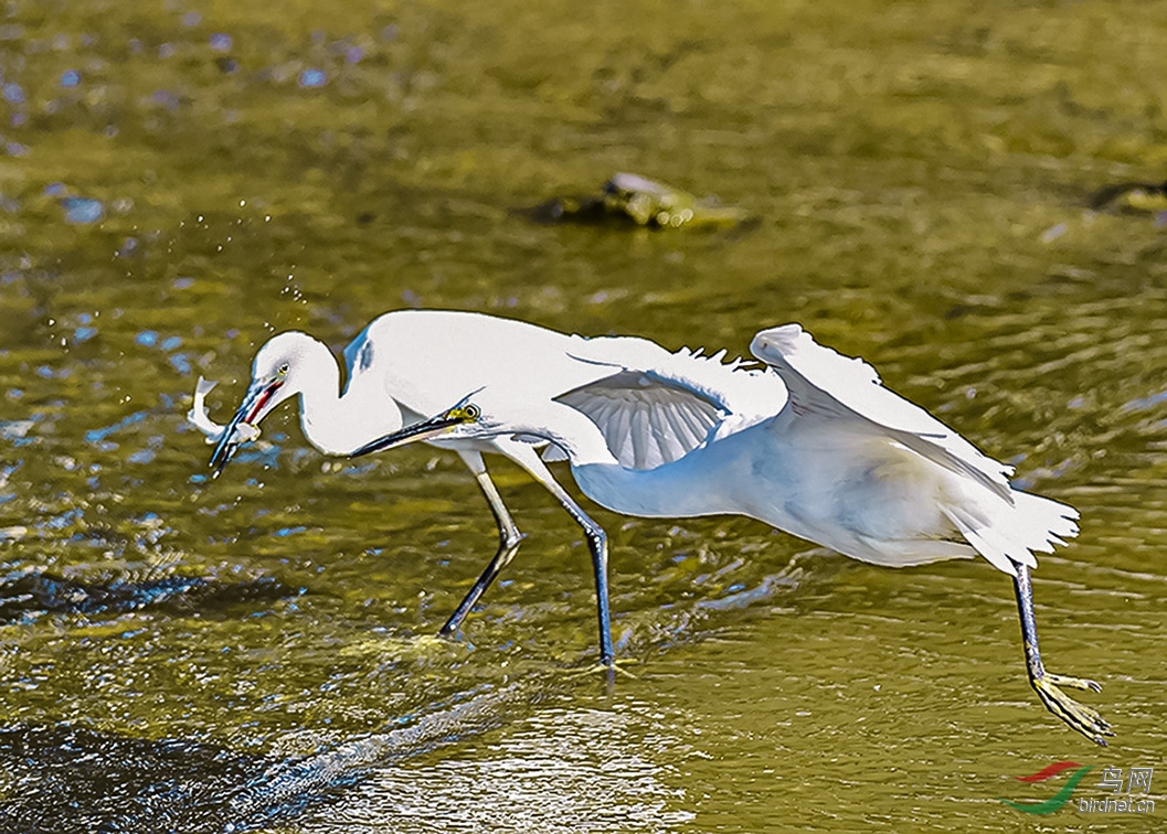 ������ʳ