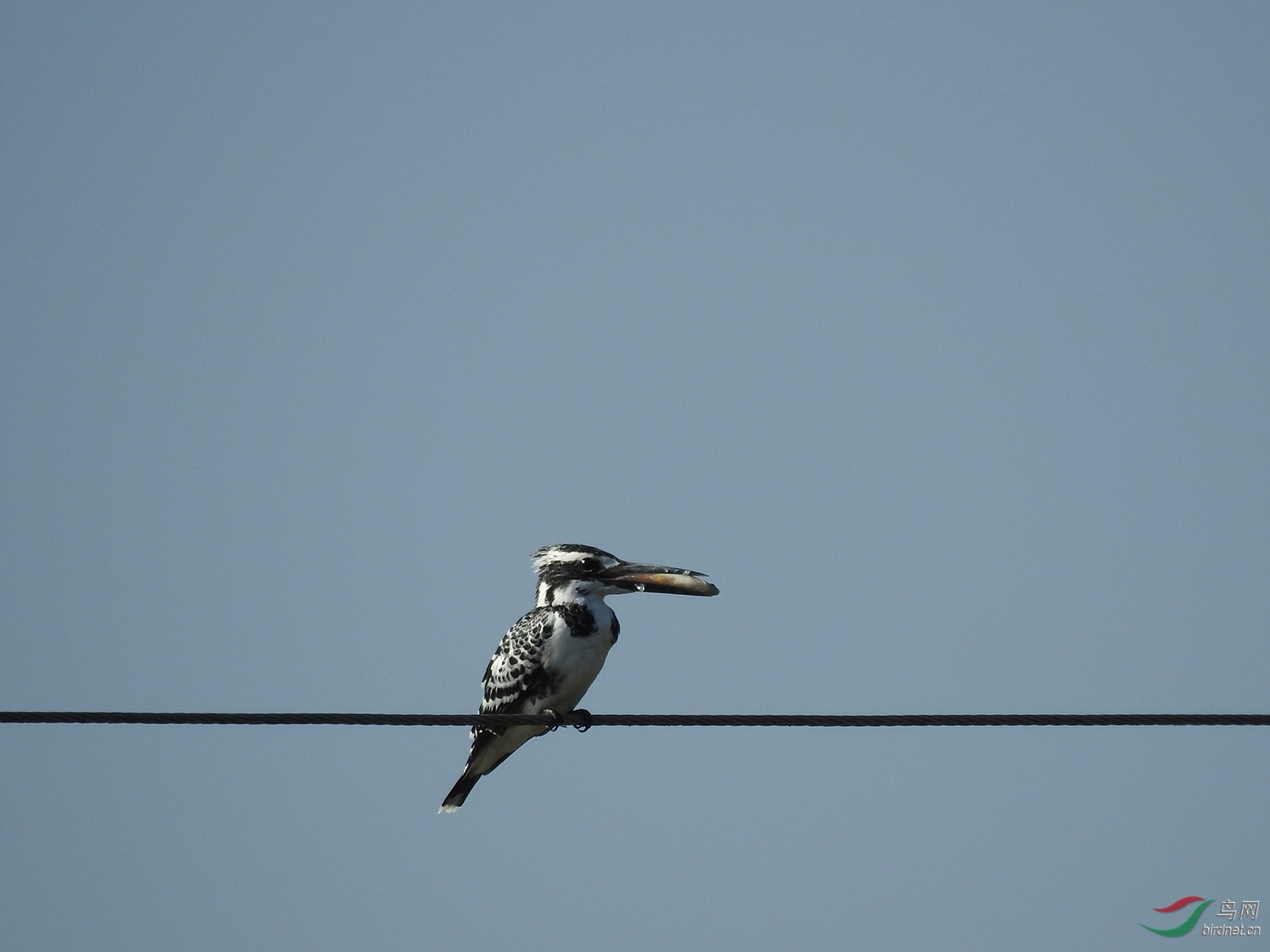 DSCN4809.jpg