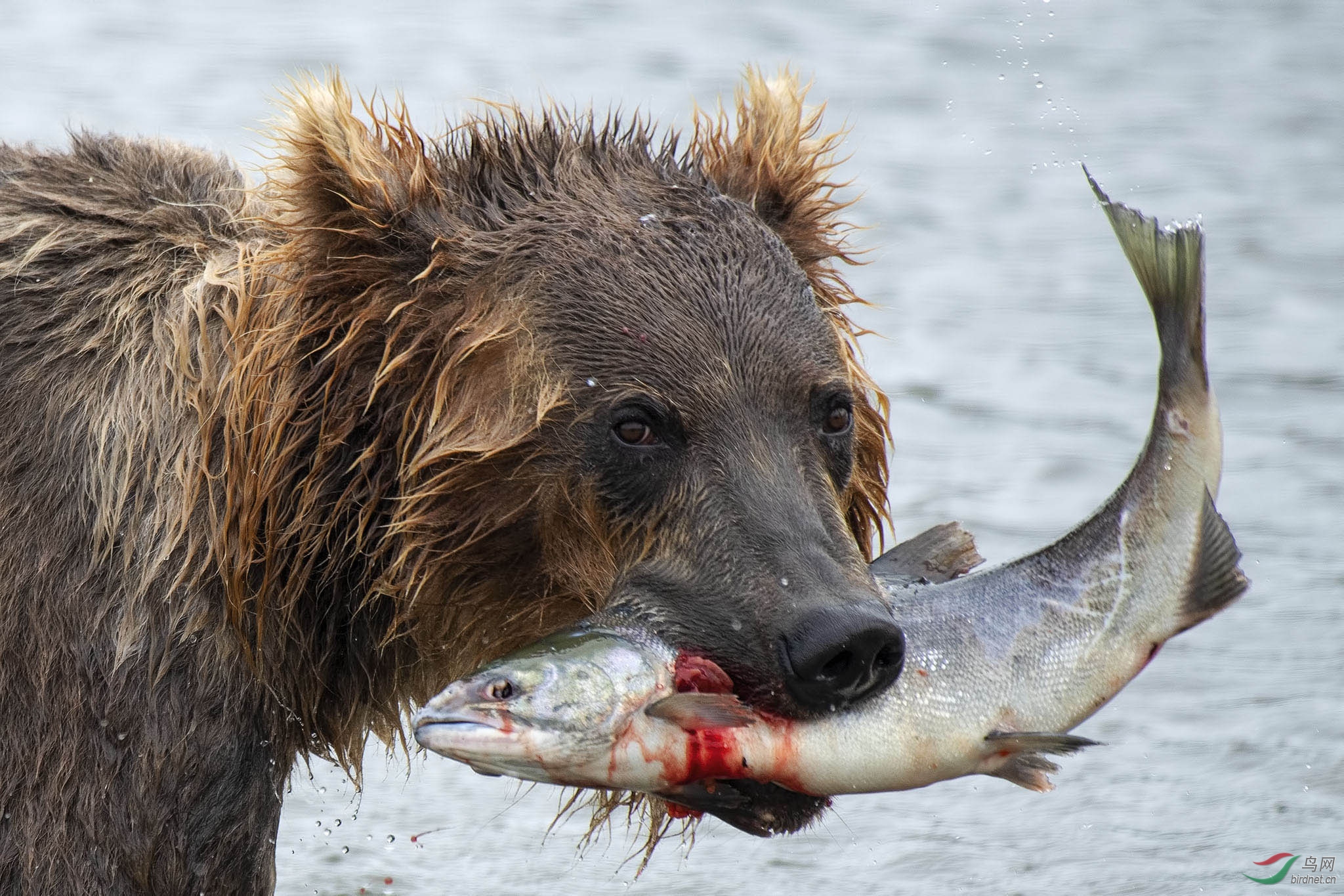 俄罗斯库页湖棕熊抓鲑鱼育雏