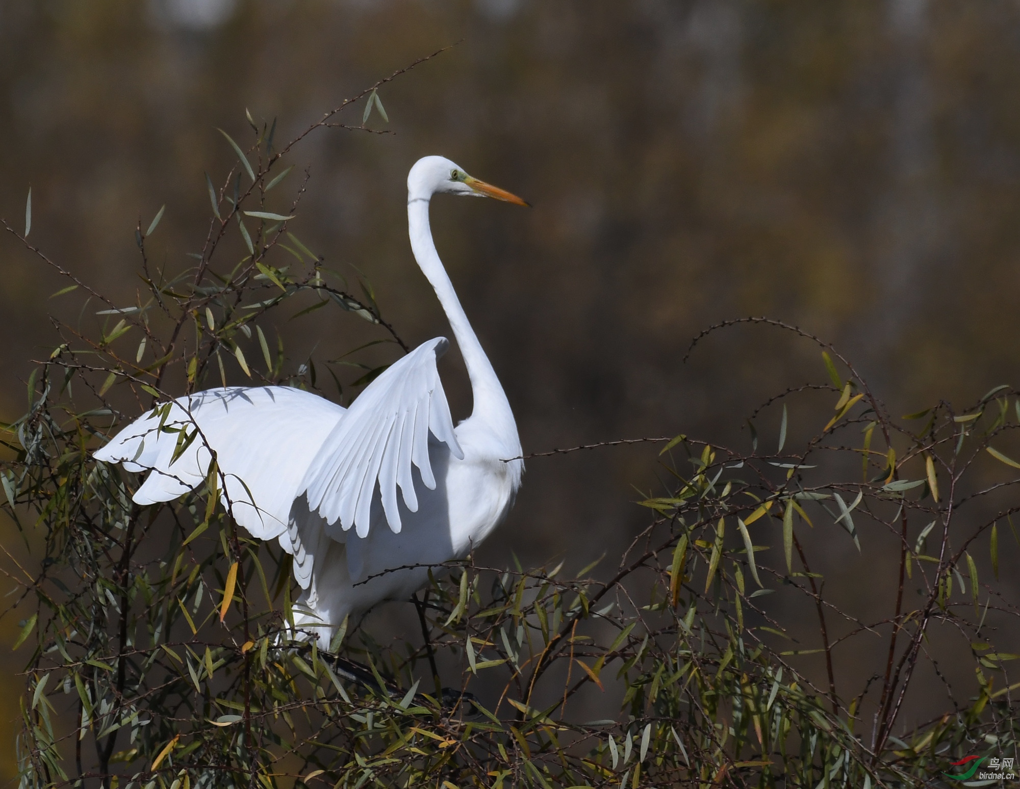 ������Ӱ 735����.jpg