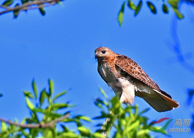 DSC_9820-_����.jpg