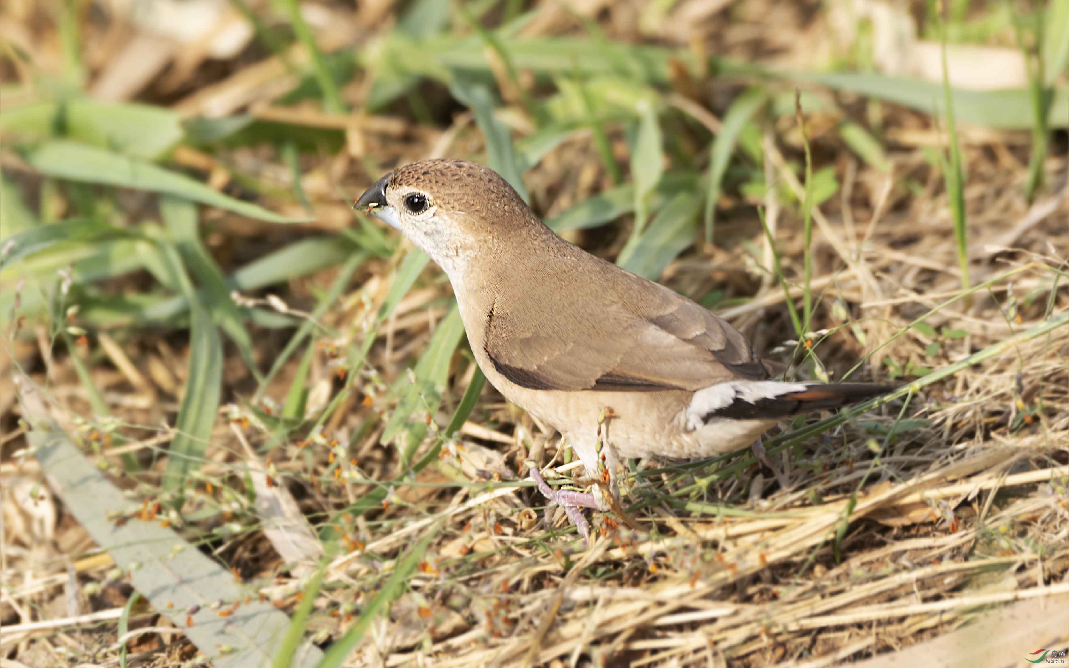 DSC_2756a.jpg