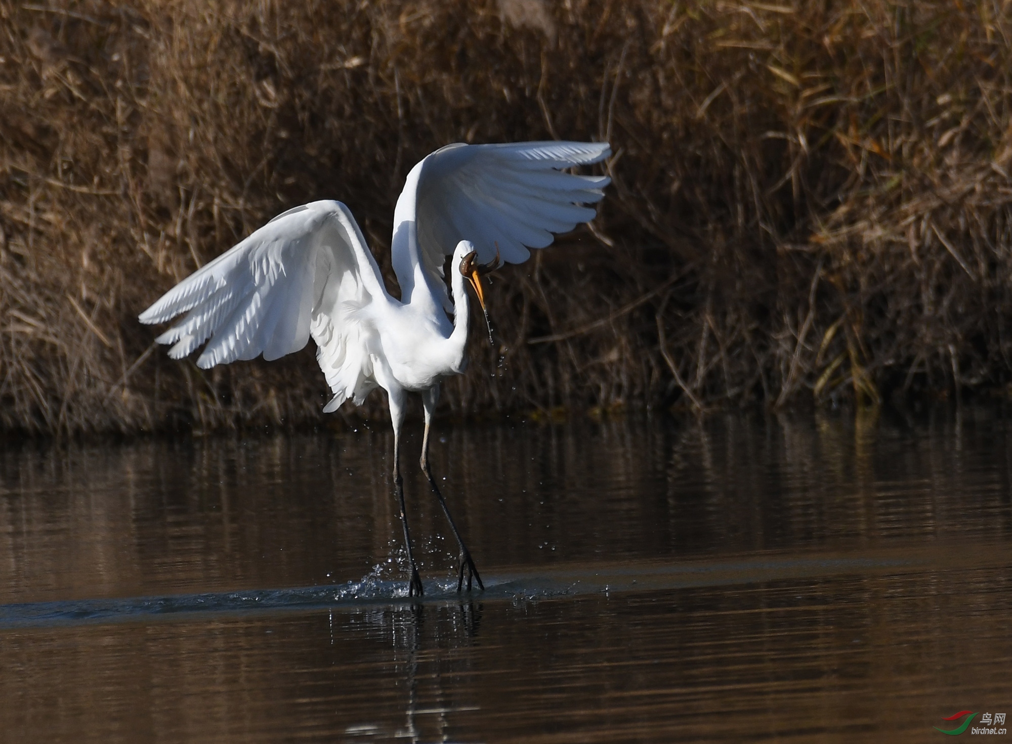 ������Ӱ 223����.jpg