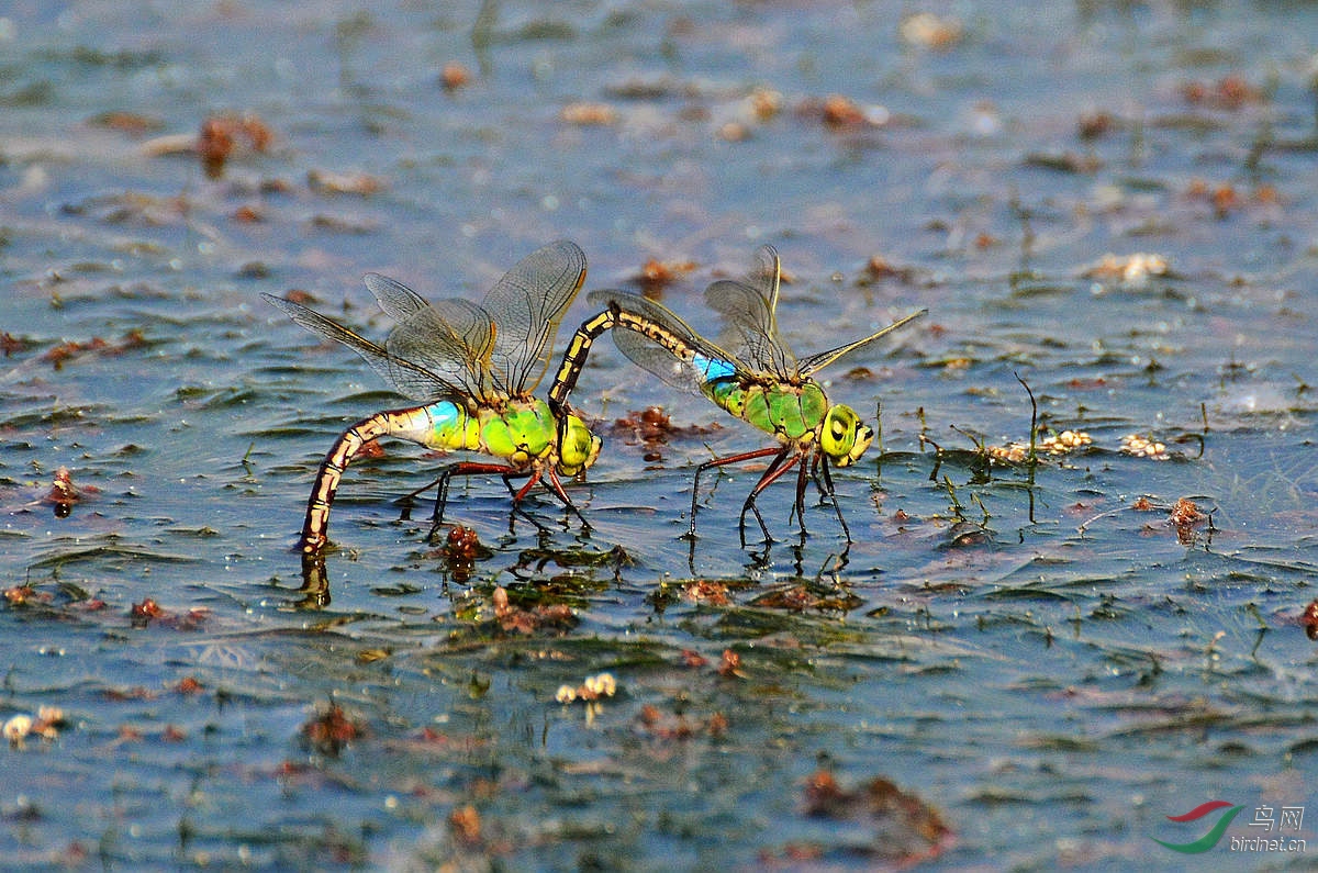 产卵的蜻蜓3