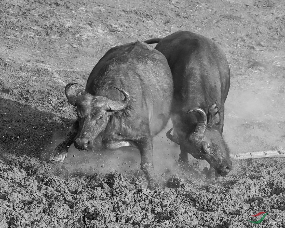 野牛打架