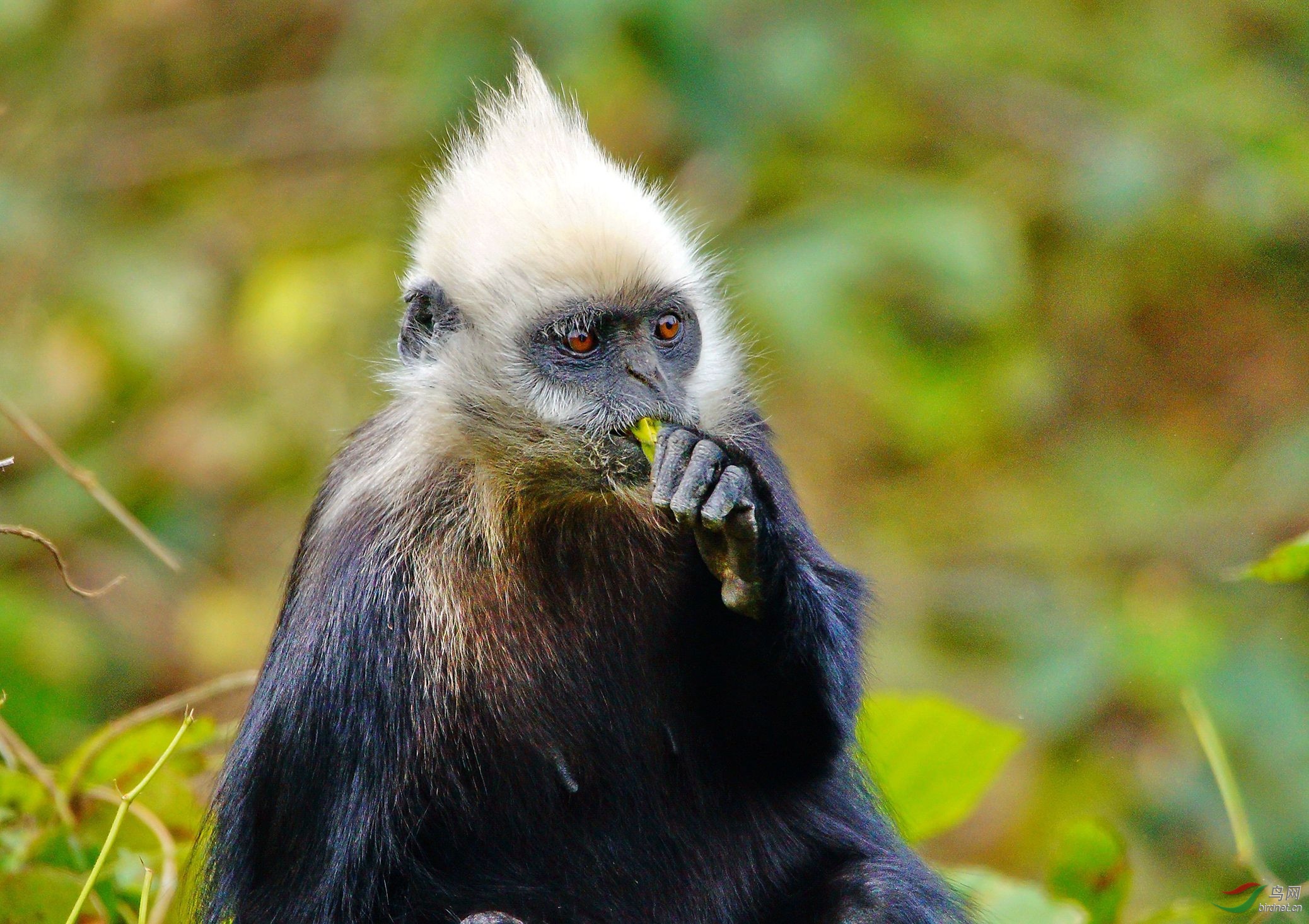 [动物] 白头叶猴--祝贺荣获本版佳作!