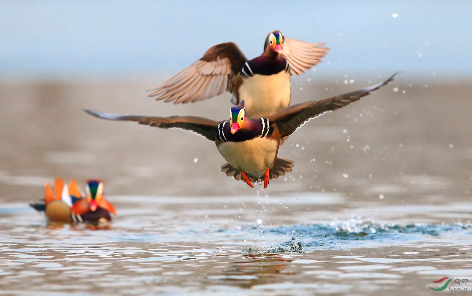 【中国官鸭】敢爱敢恨是鸳鸯