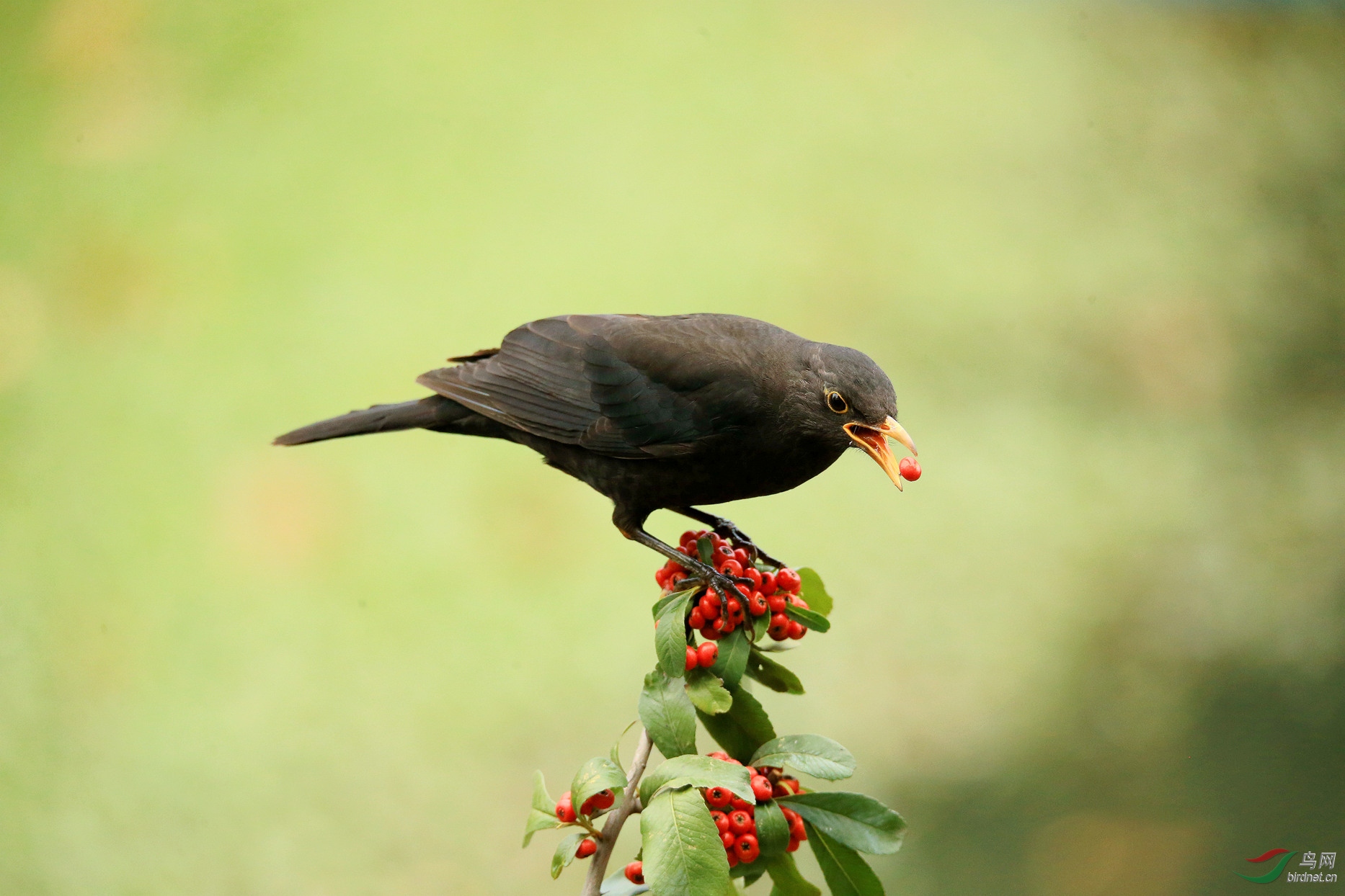 B30K3515_����.jpg