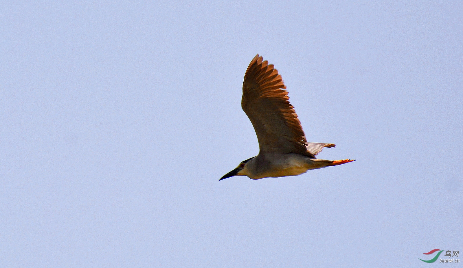 DSC_1013.JPG