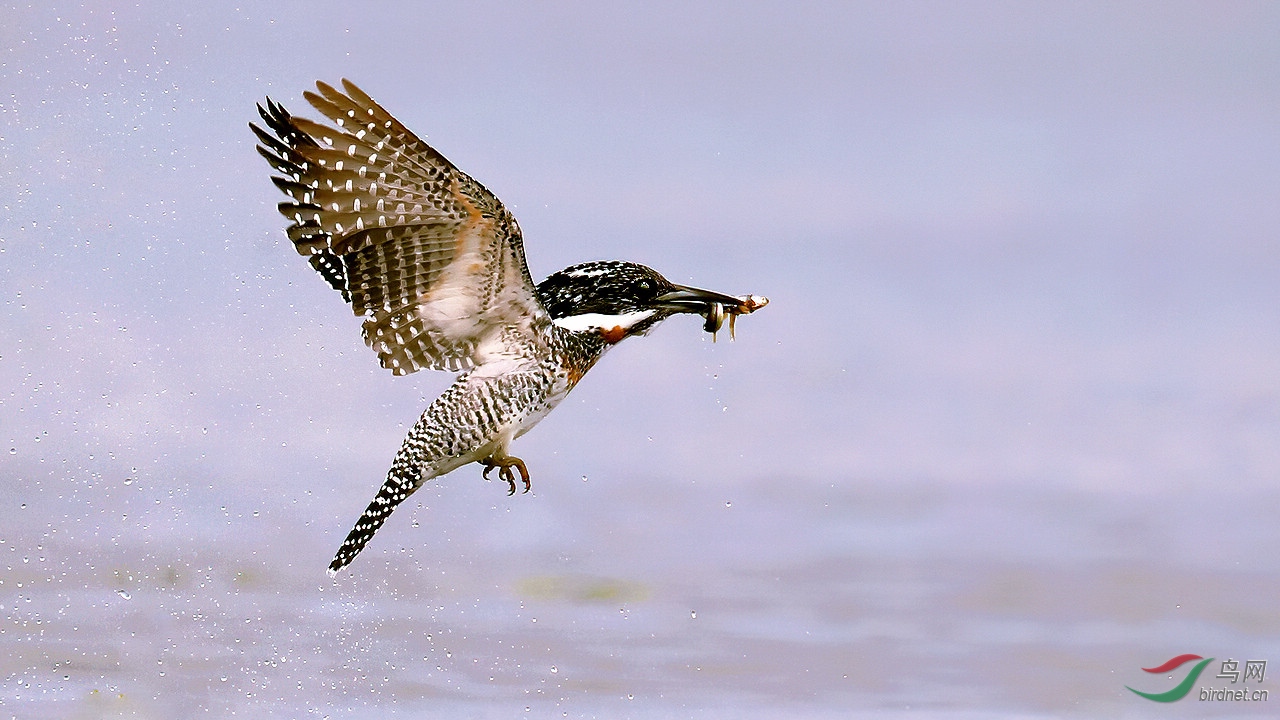 IMGL0123 (2)-denoise.jpg