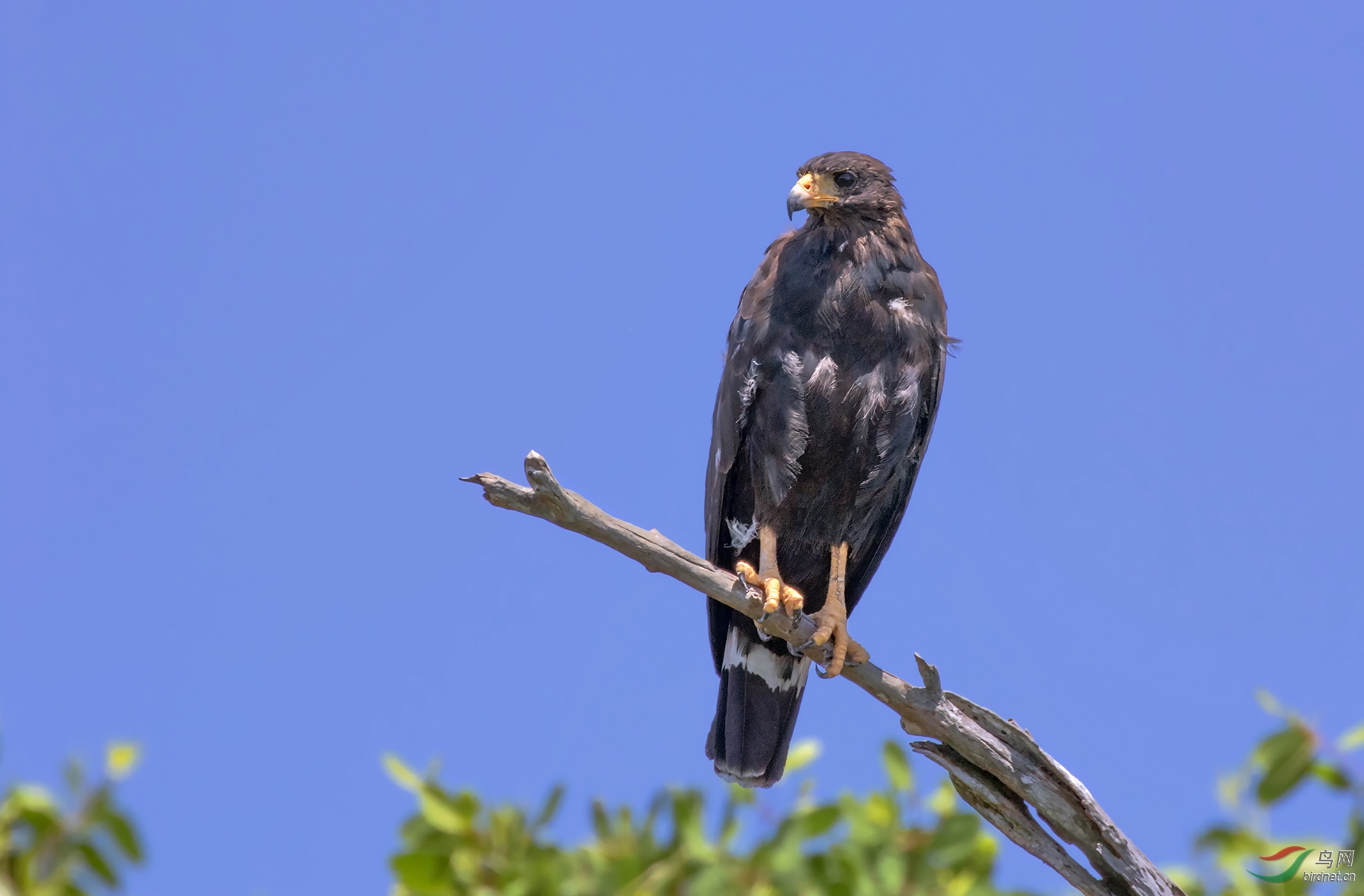 寻找猎物的渔鹰(拍摄于墨西哥)