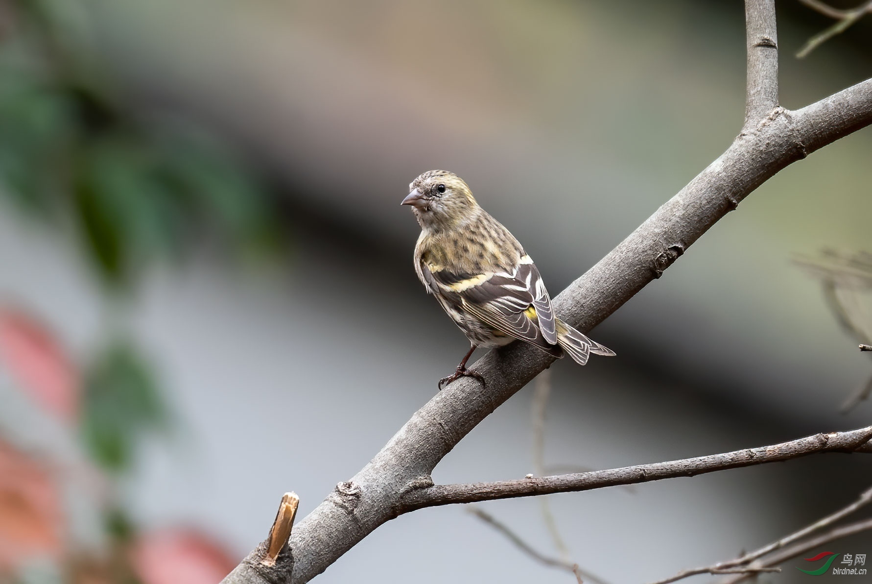 DSC_8545.jpg