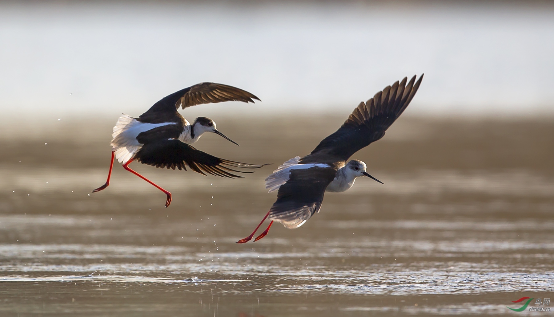 追逐红腿长脚鹬