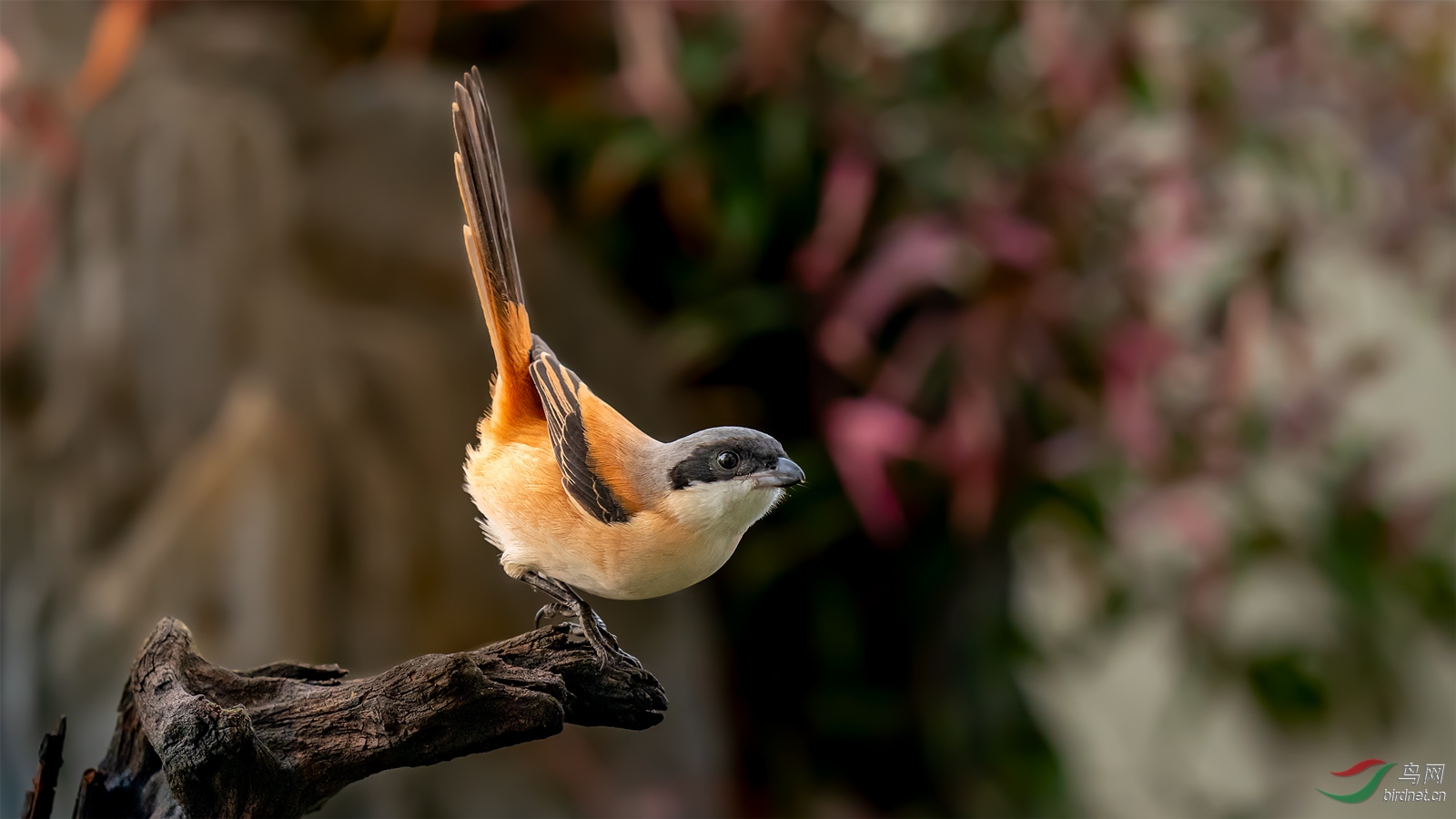发现目标,准备偷袭(棕背伯劳)