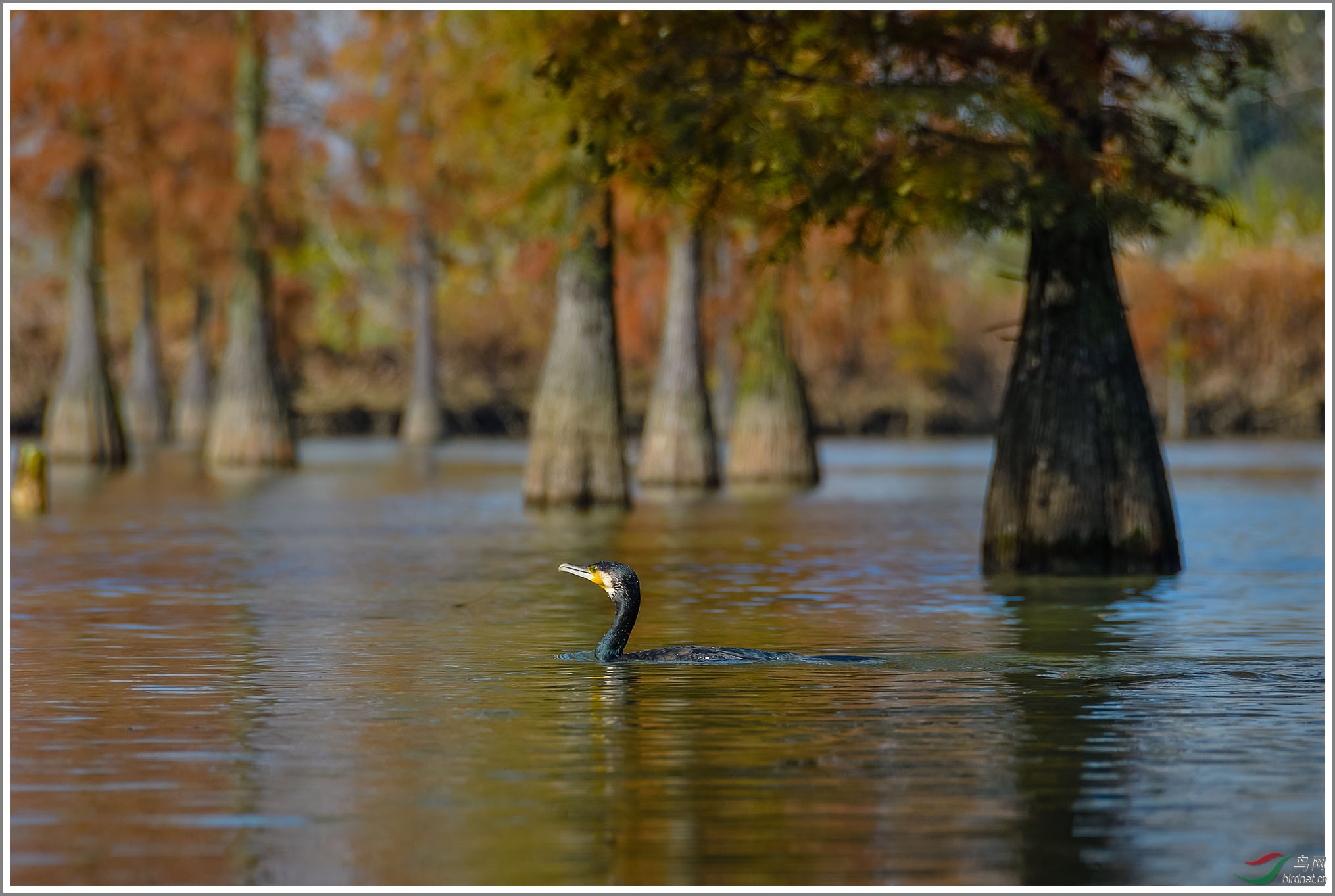 ��20191115(175)��Ϊ���ܶ���-1 2000.jpg