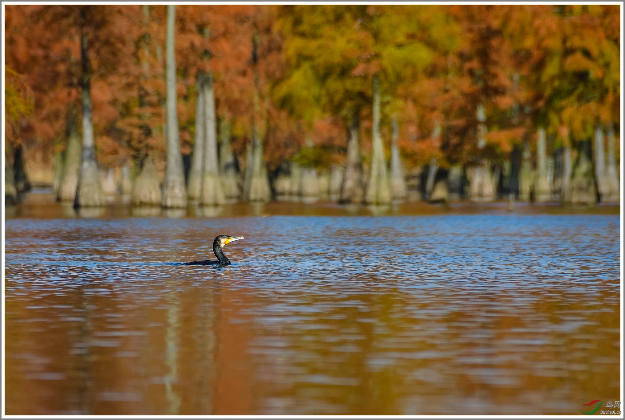 ��20191115(112)��Ϊ���ܶ���-1 2000.jpg