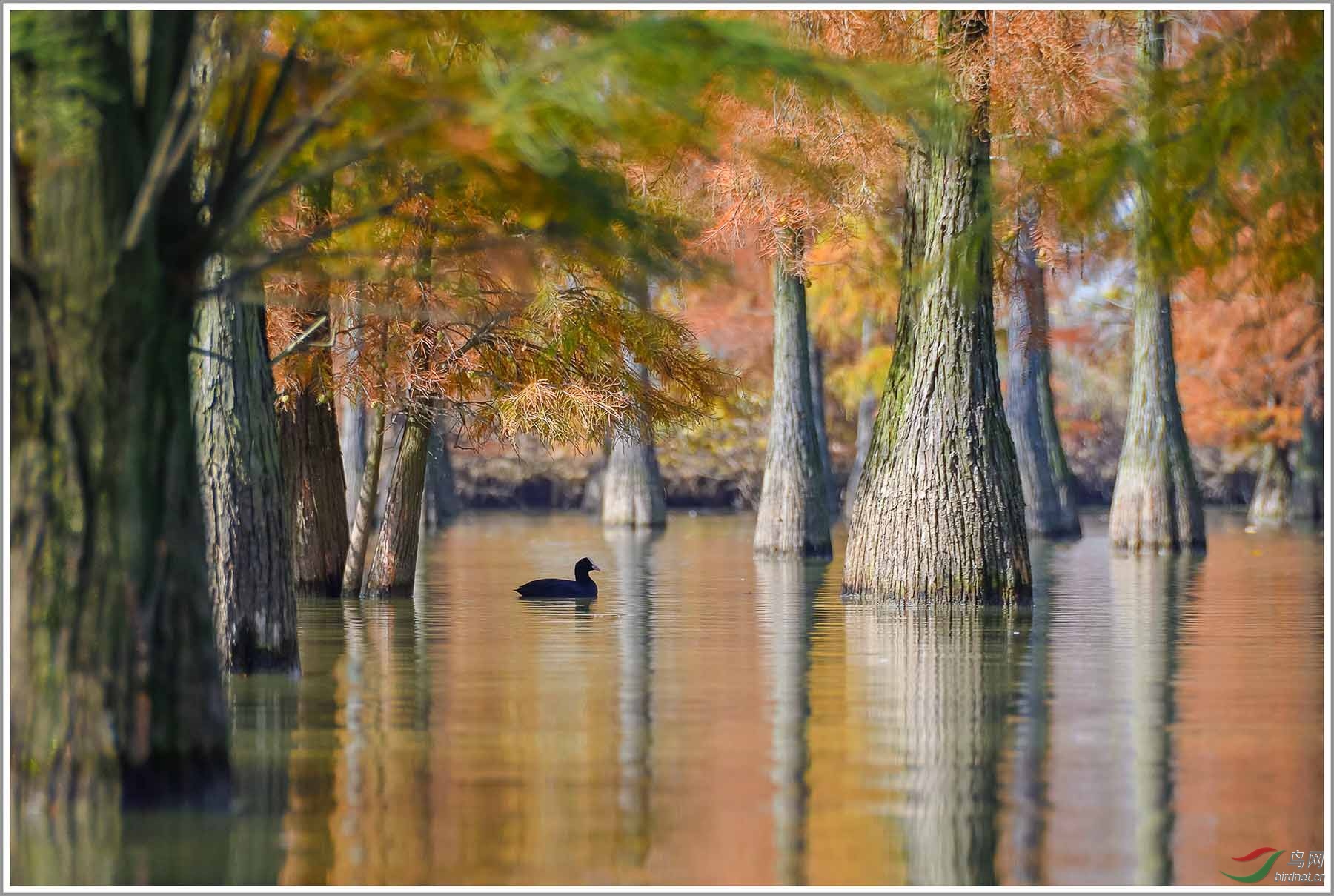 ��20191115(160)��Ϊ���ܶ���-1 1800.jpg