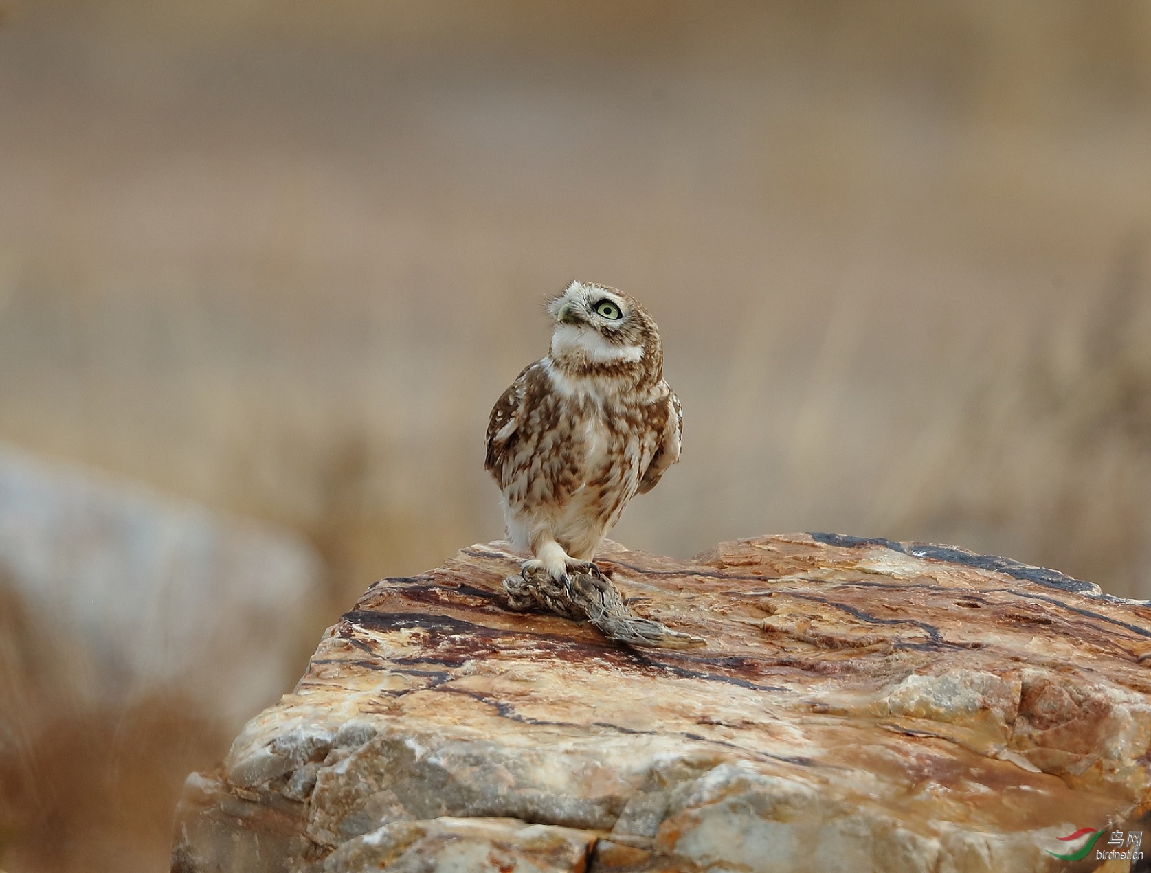 洞察秋毫的(纵纹腹小鸮)