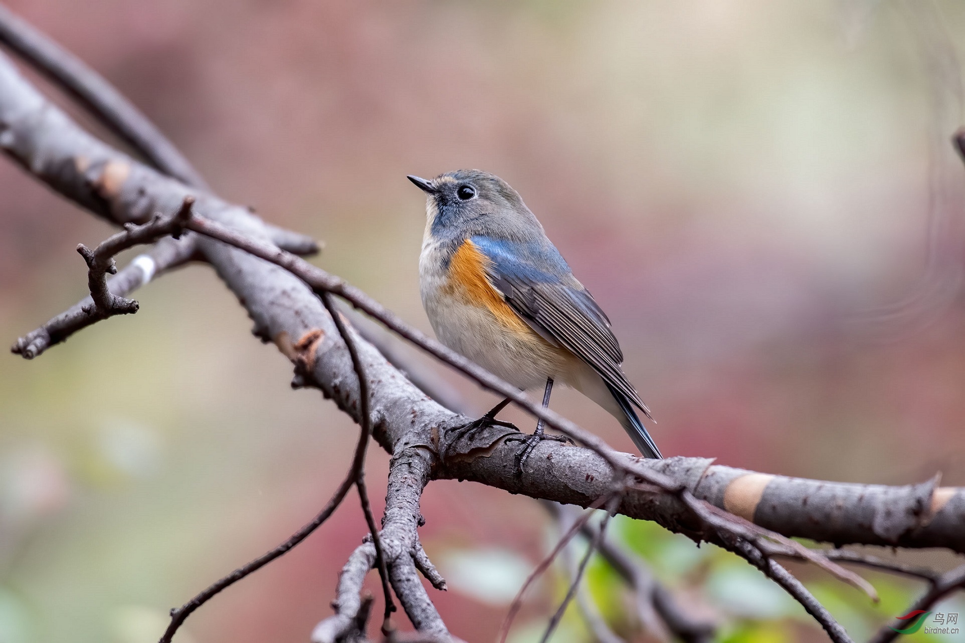 ��в��β�5.96m