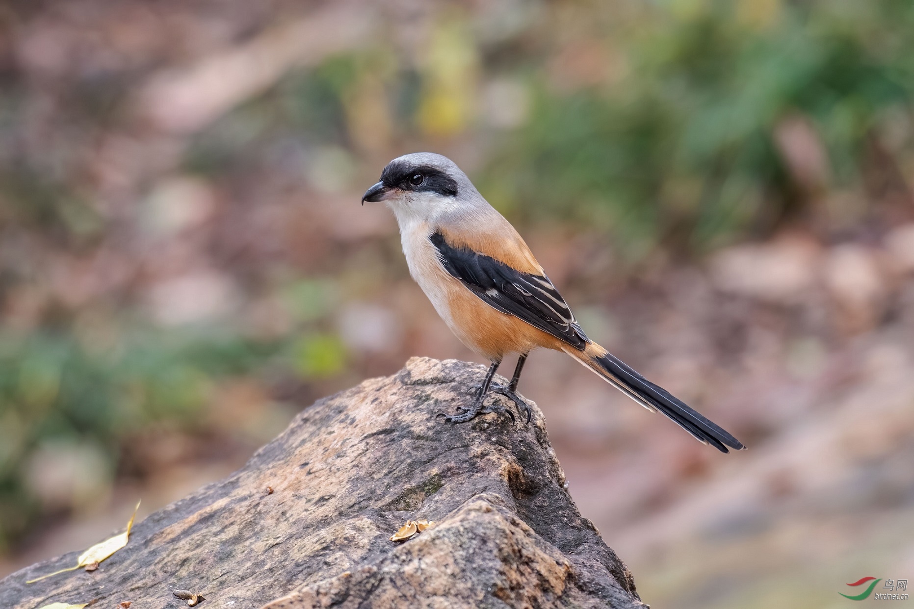 �ر�����6.68m