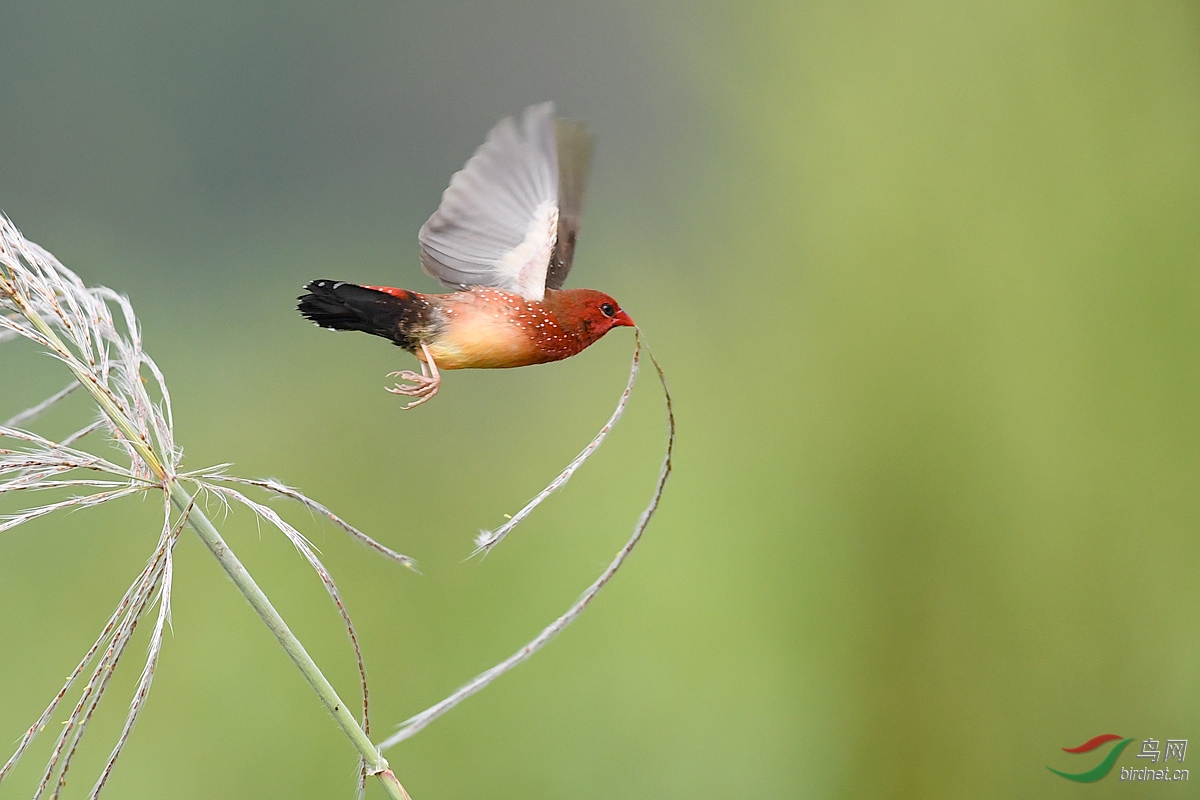 DSC_4160bb.jpg