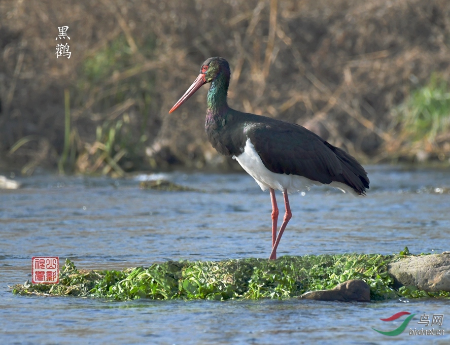 DSC_5015 - ���� - ����.JPG