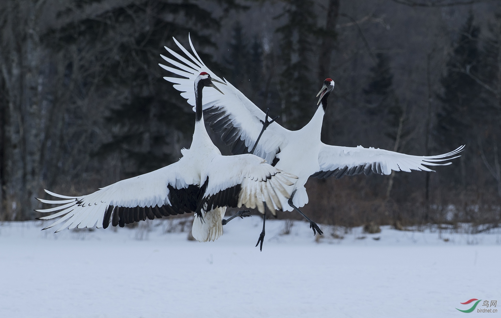 0014. 10640_�����������ף�_��ʵҰ������.jpg