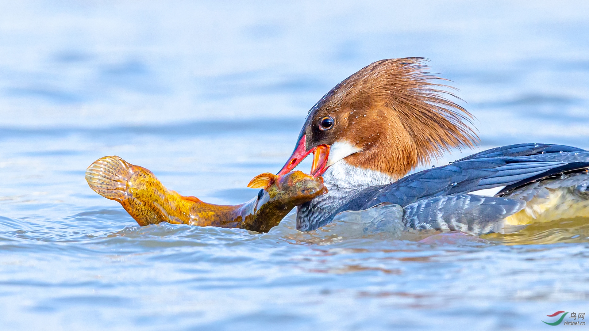 0043. 10735_�ڽ�����_��ʵҰ������.jpg