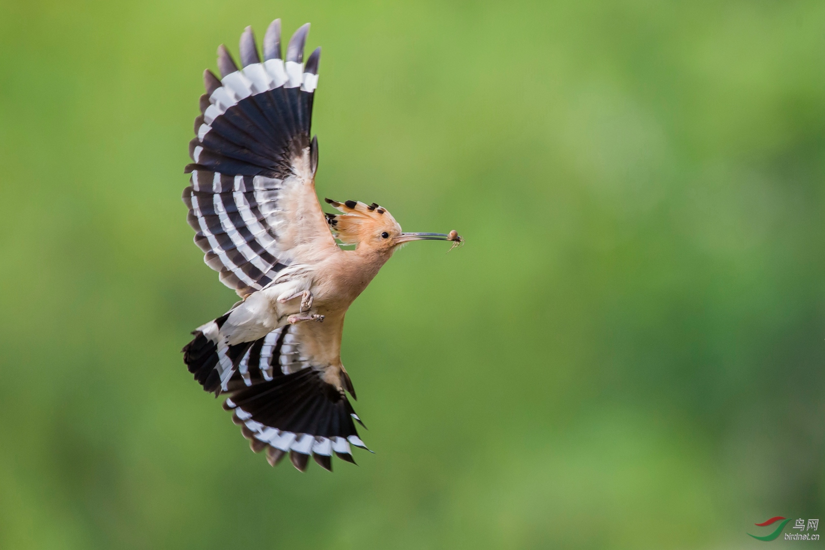 0070. 10774_��ʤ_��ʵҰ������.jpg