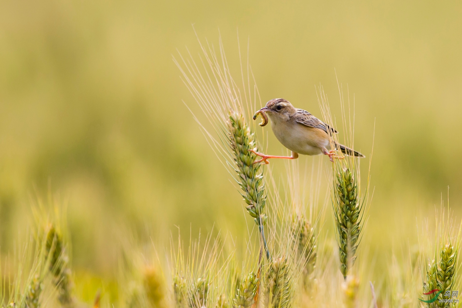 0069. 10773_������ʿ_-����z��ʵҰ������.jpg