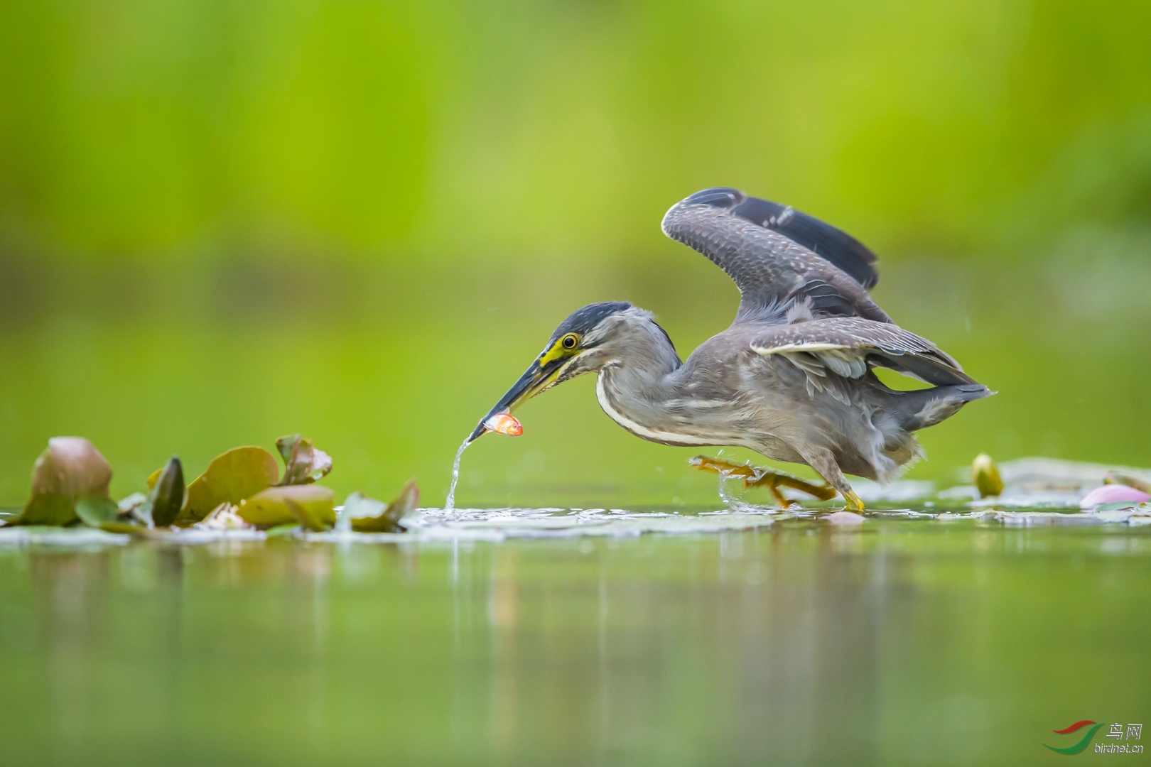 0071. 10775_С��ն��_��ʵҰ������.jpg