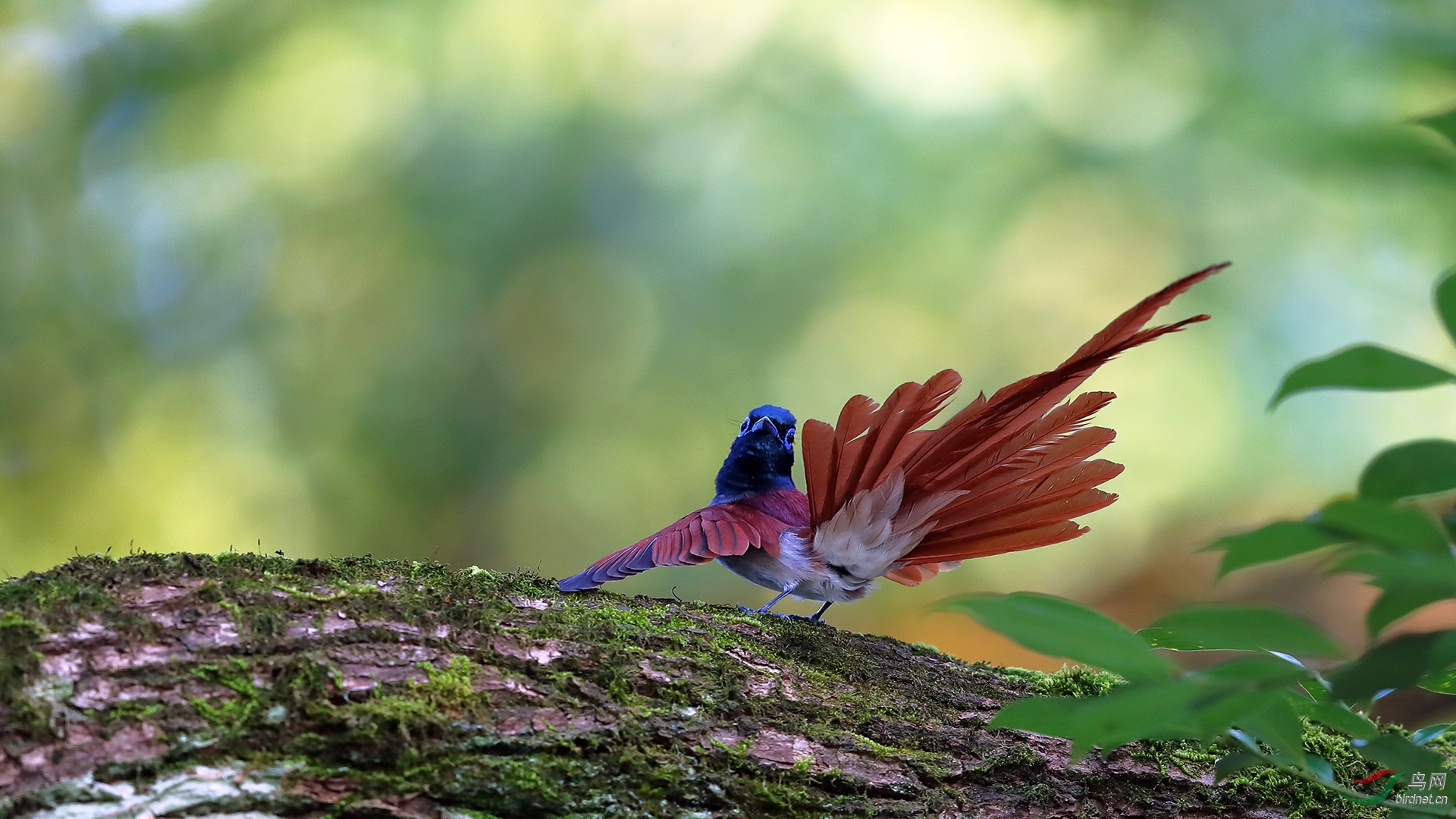 0085. 10806_��ͷһЦ���ٴ���_��ʵҰ������.jpg