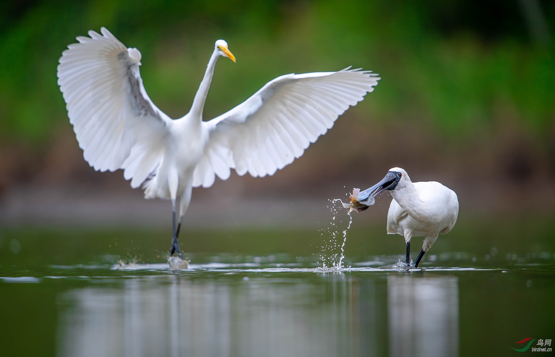 0090. 10812_����_������-��ʵҰ������.jpg