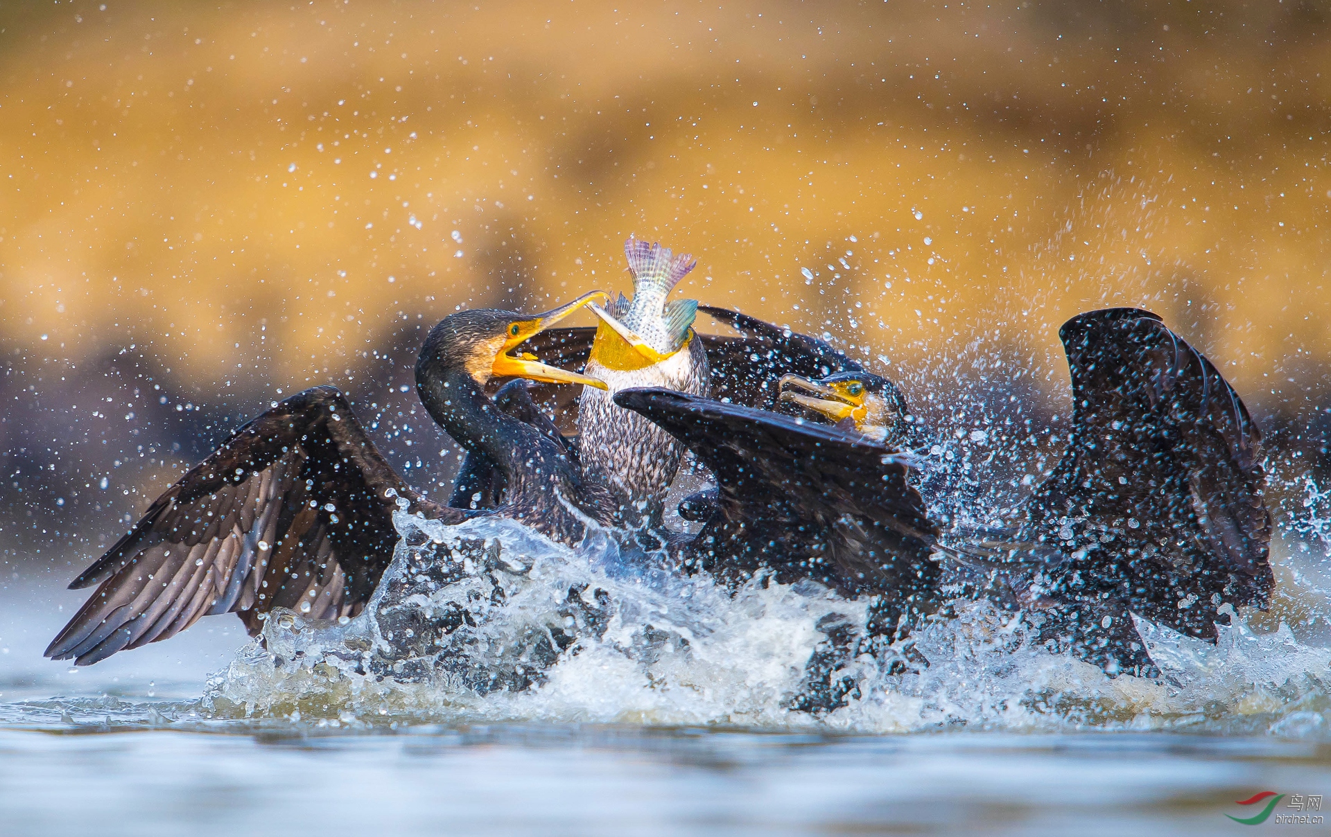 0089. 10811_�۲�_������-��ʵҰ������.jpg