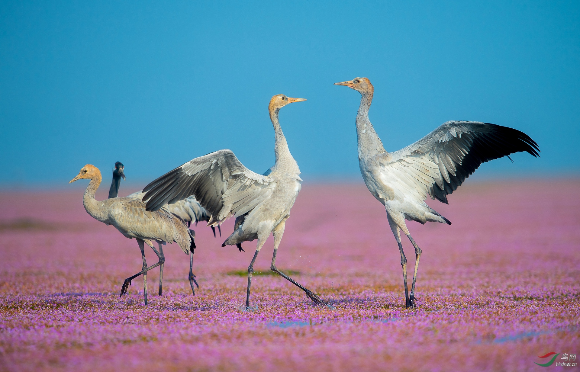 0092. 10814_���޶��˲��ô�_��ʵҰ������.jpg