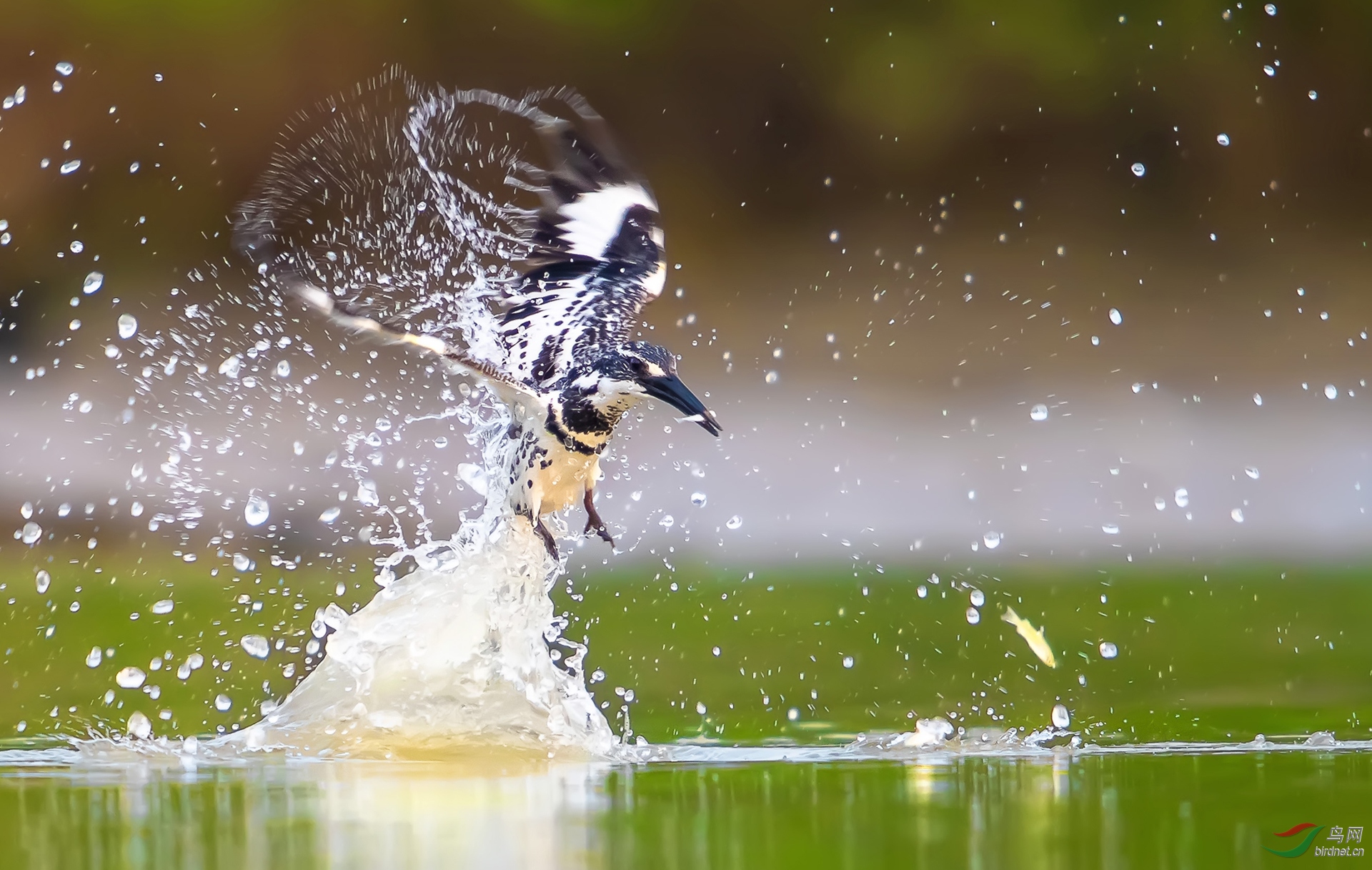 0093. 10815_С���ջ�-������_��ʵҰ������.jpg