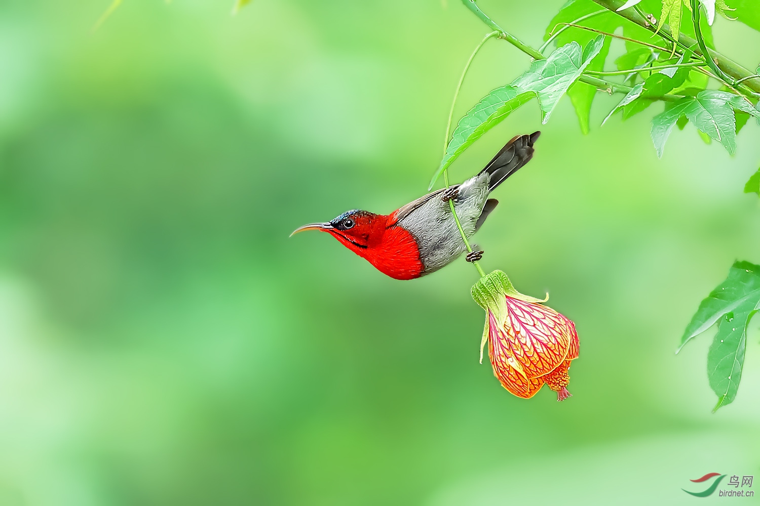 0098. 10832-��Ӱ_����ҡ����_��ʵҰ������-��Ӱ.jpg