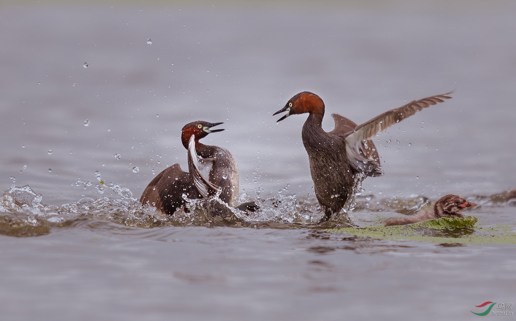 0128. 10899_ˮ�м�ս�����С��_��ʵҰ������.jpg