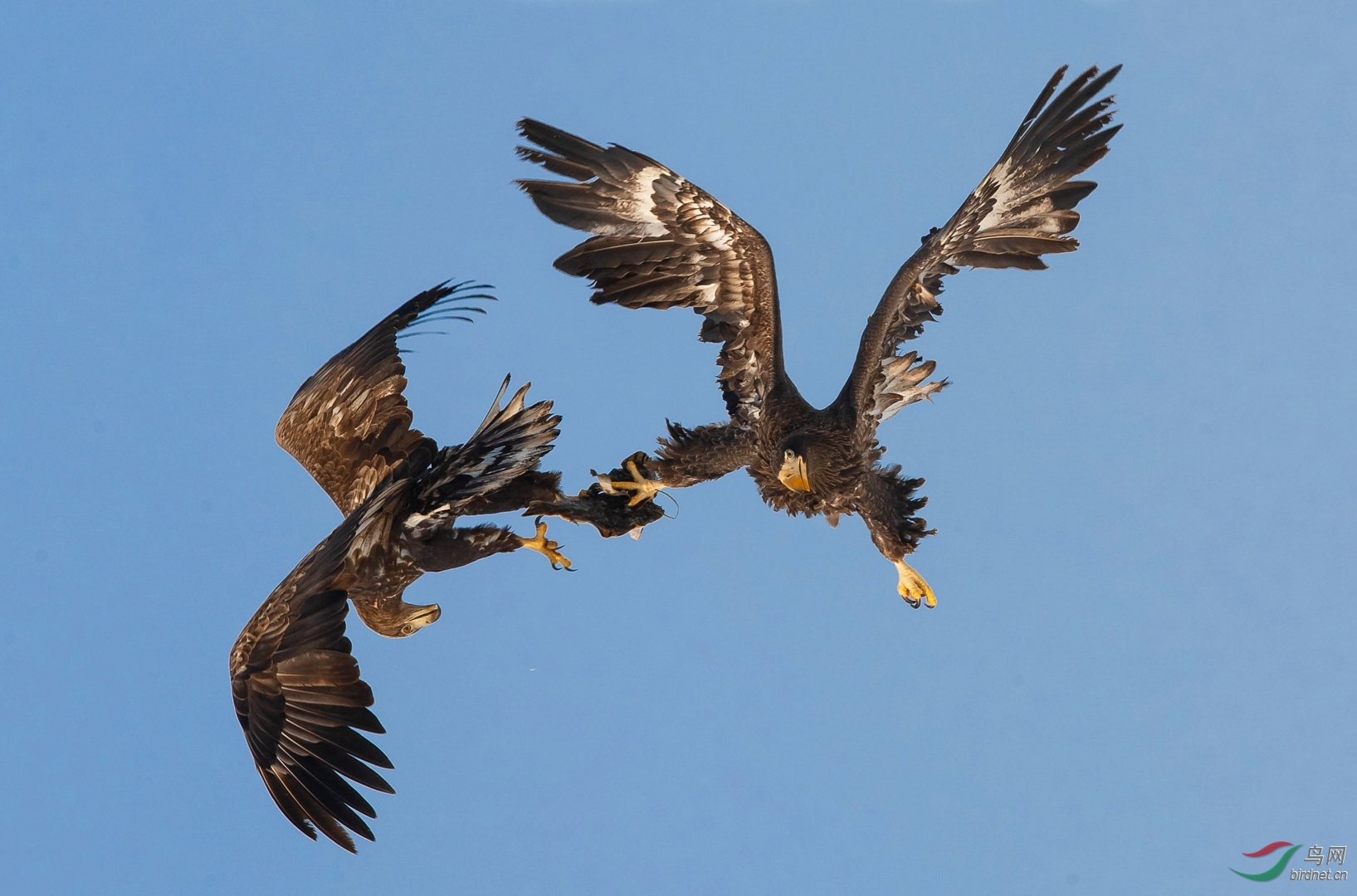 0135. 10911_���о���_��ľ������ʵҰ������.jpg