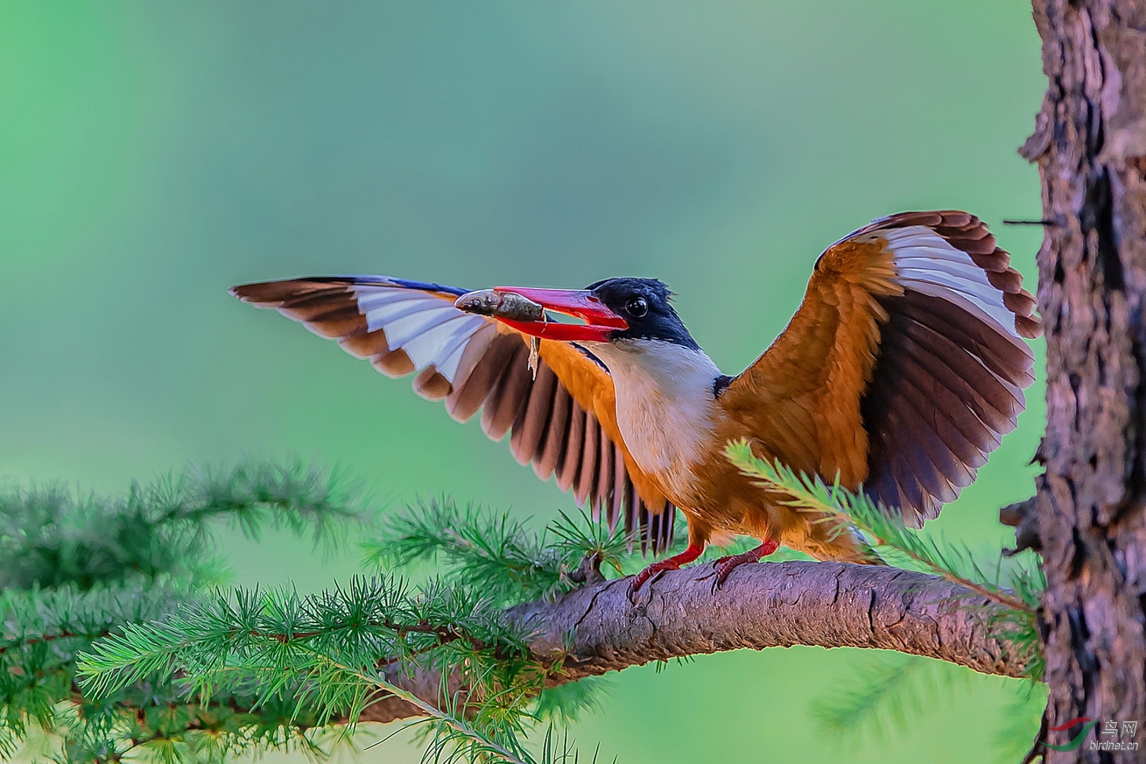 0136. 10912_ϲ����ɫ_��ľ������ʵҰ������.jpg