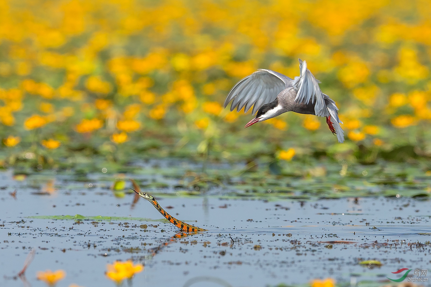 0209. 11148_��Ÿ��ս_��ʵҰ������.jpg