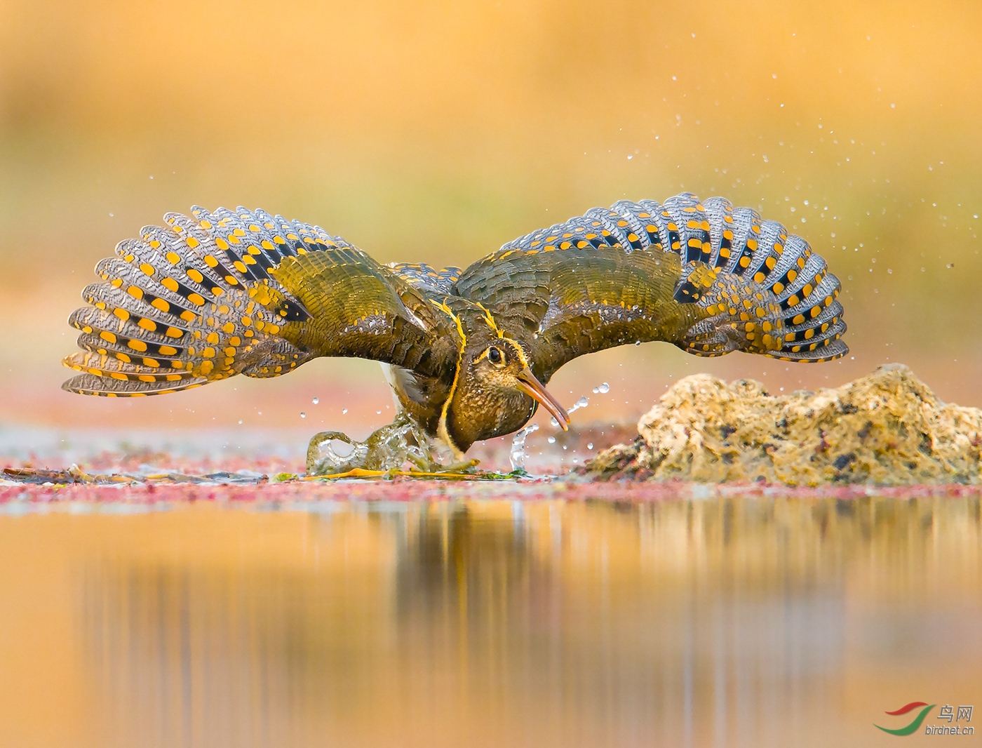 0268. 11263_����_����110��ʵҰ������.jpg