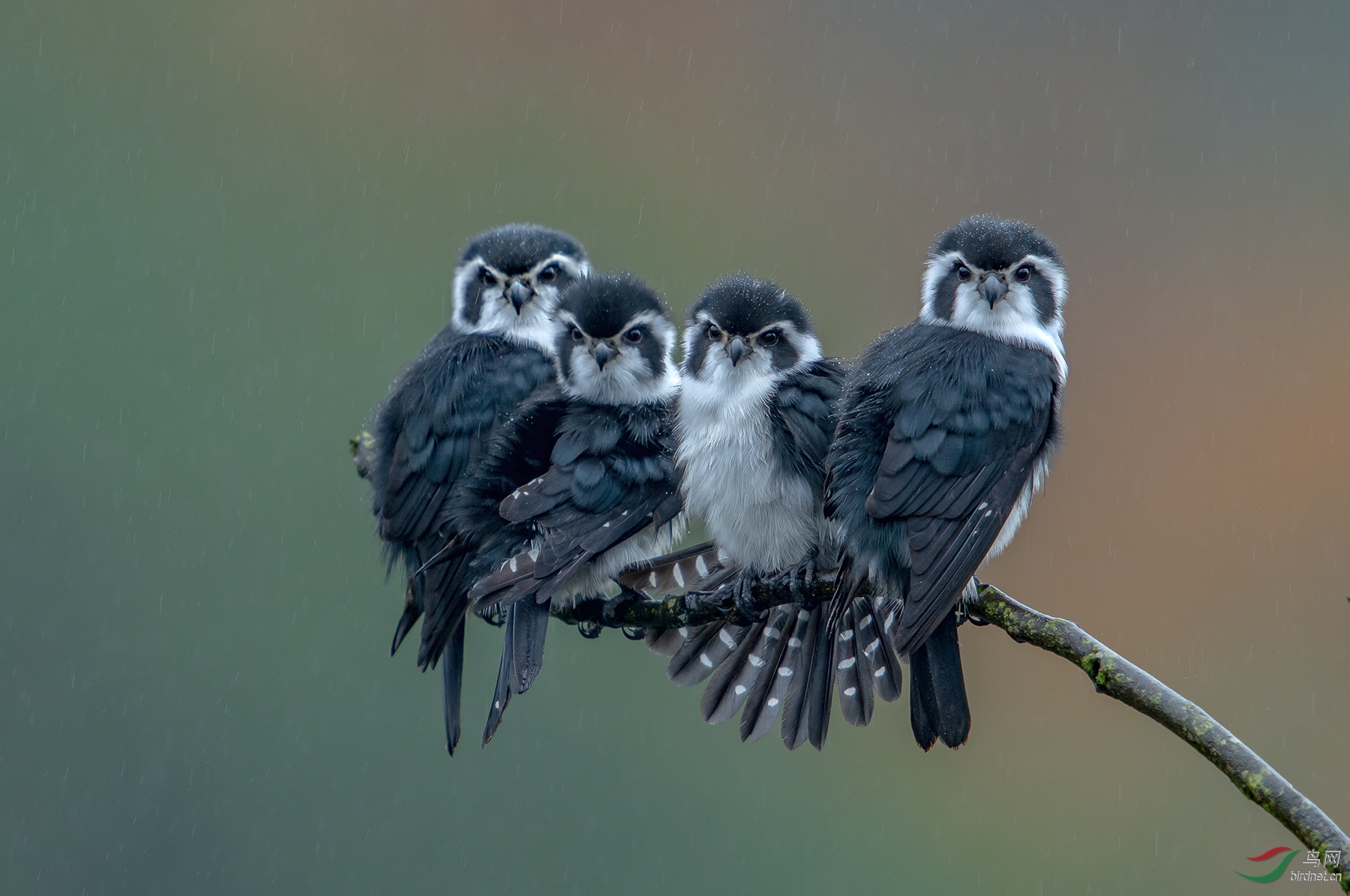 0283. 11301_����ϸ���е�С��_��ʵҰ������.jpg