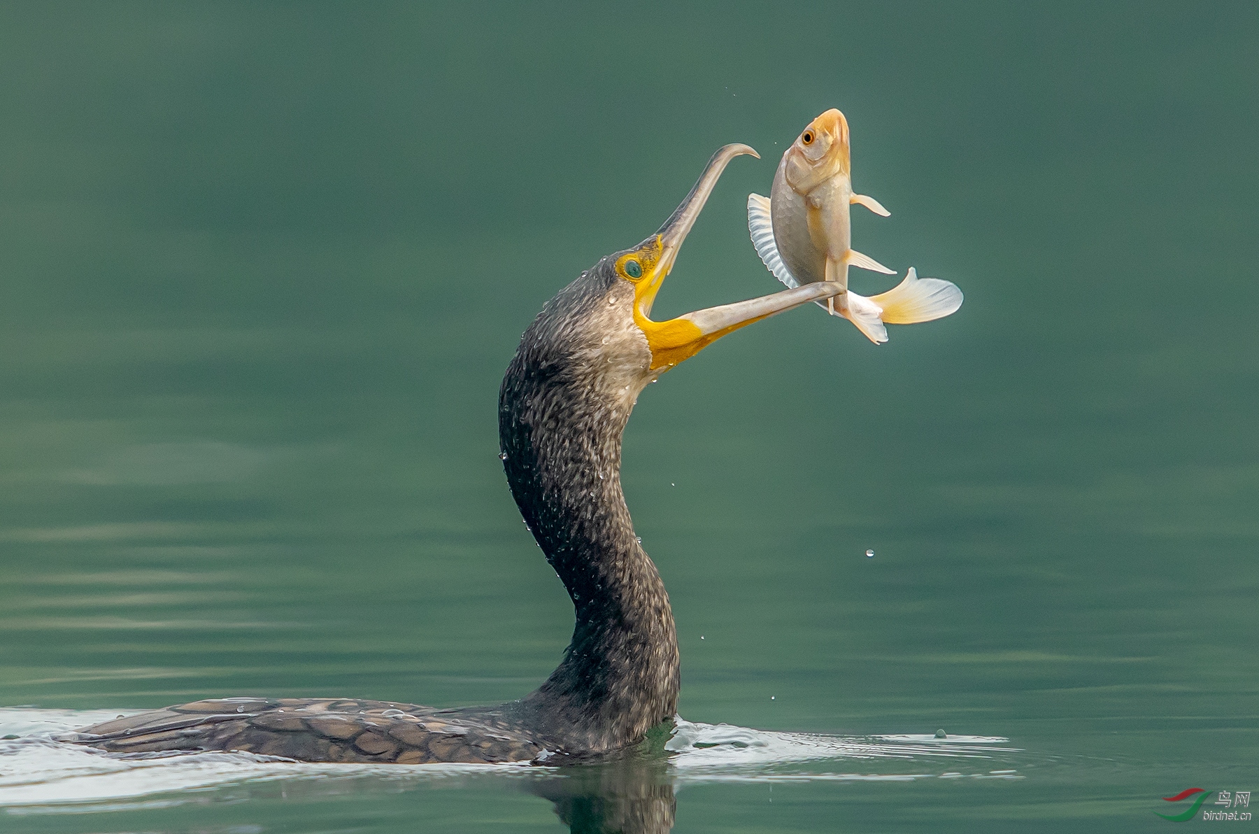 0284. 11302_Ϸˣ_��ʵҰ������.jpg