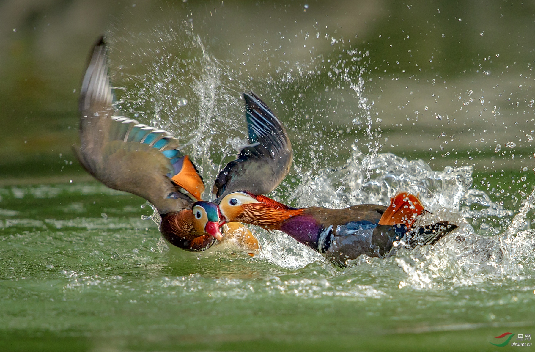 0287. 11305_����_��ʵҰ������.jpg