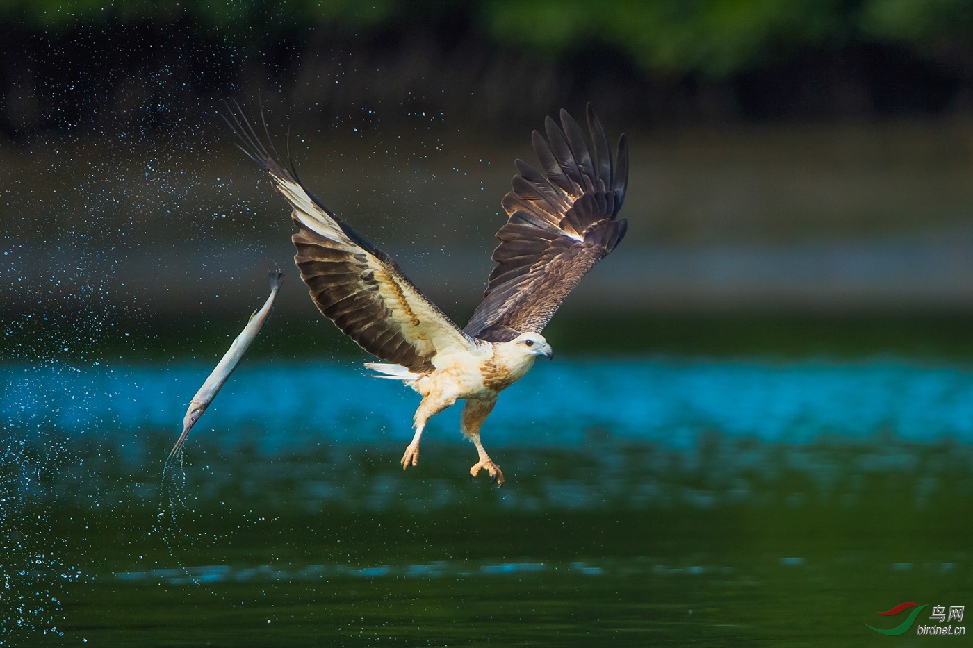 0356. 11432_ʧ��_��ʵҰ������1.jpg