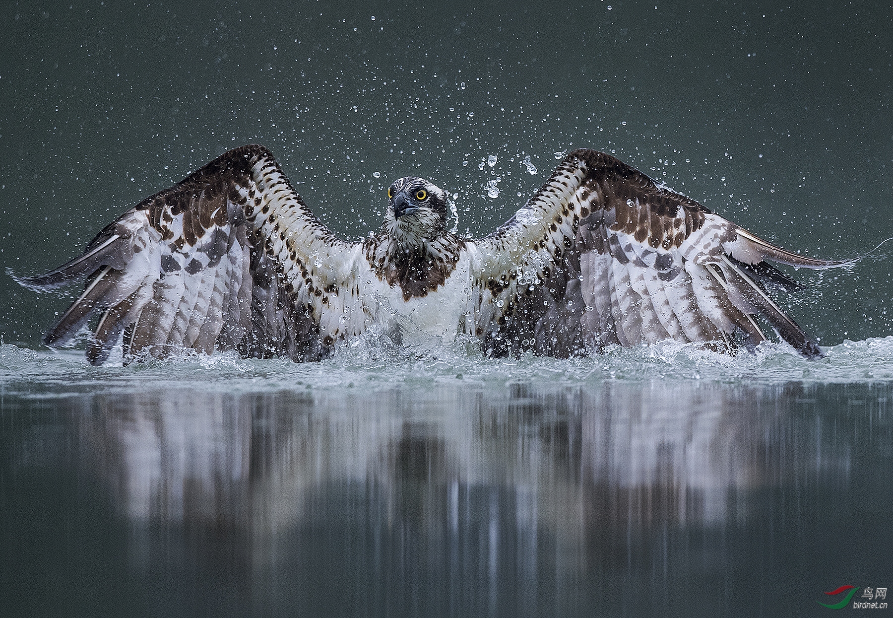 0415. 11550_����֮ԡ_��ʵҰ������.jpg